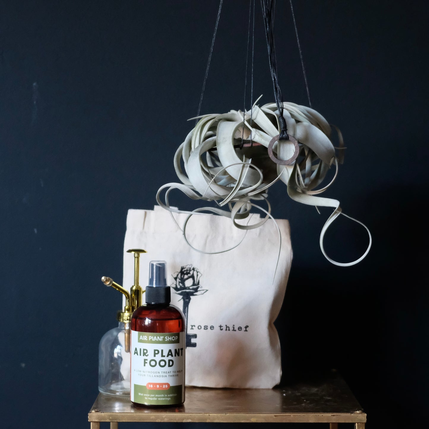 Hanging Air Plant Set
