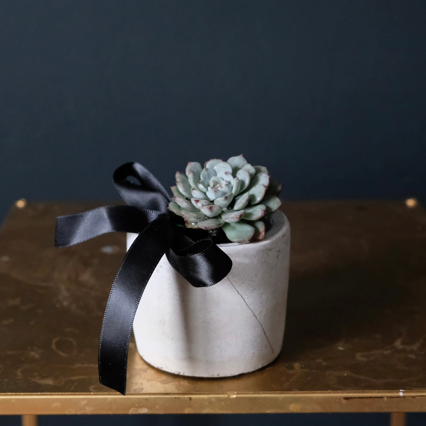 Rosette Succulent