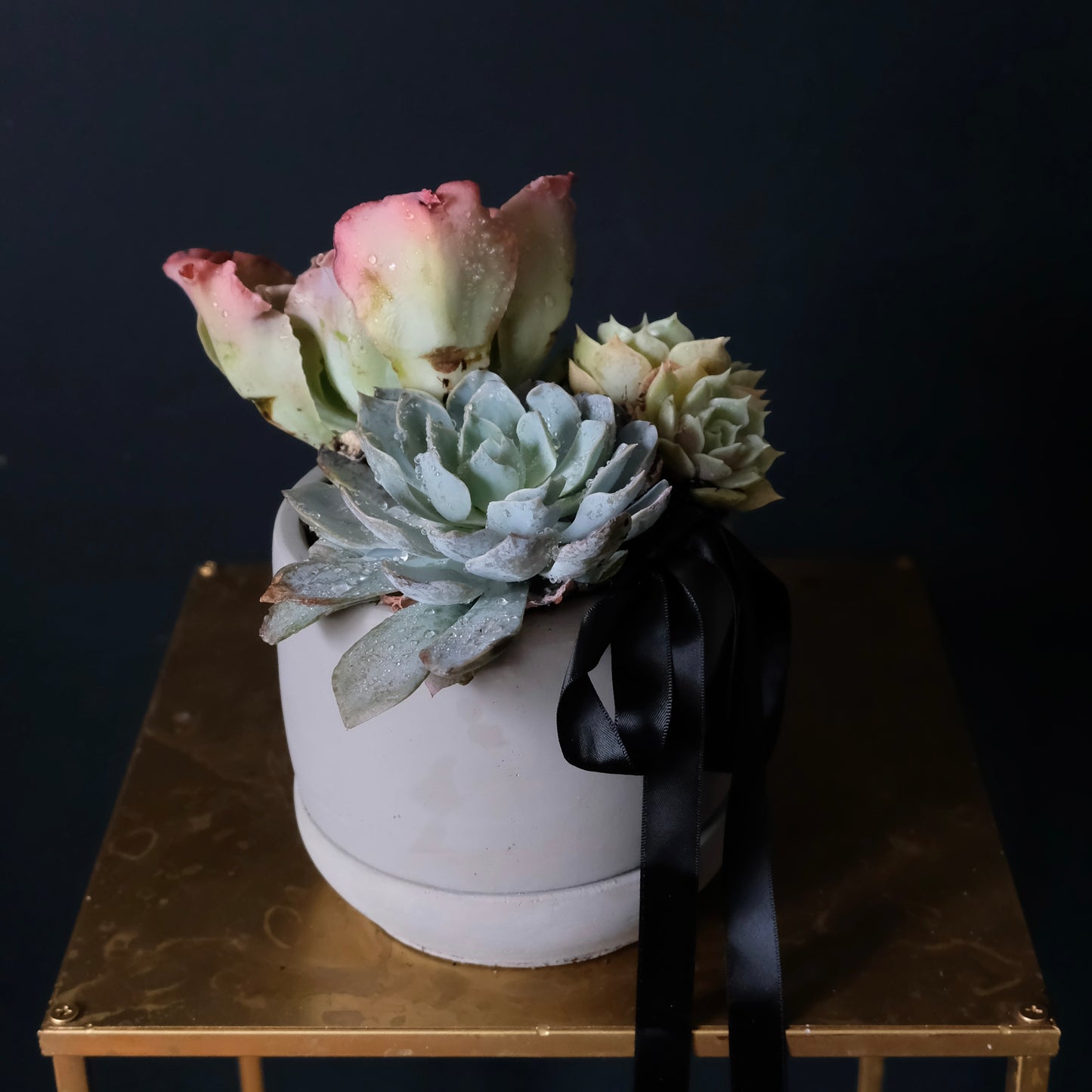 Rosette Succulent