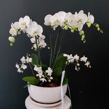 Orchid Planter