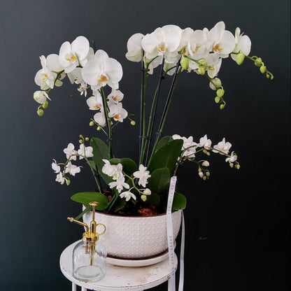 Orchid Planter