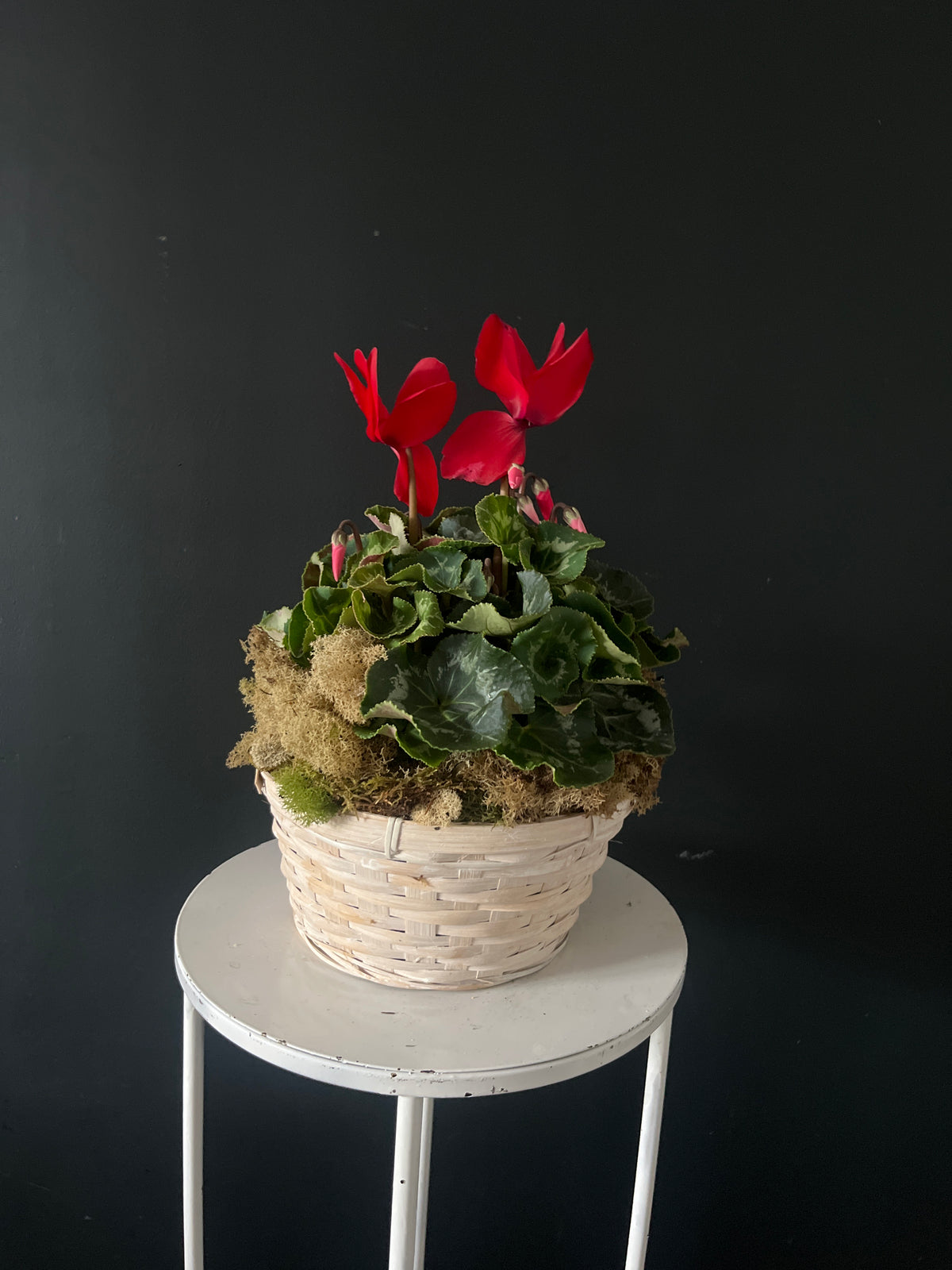Cyclamen Plant