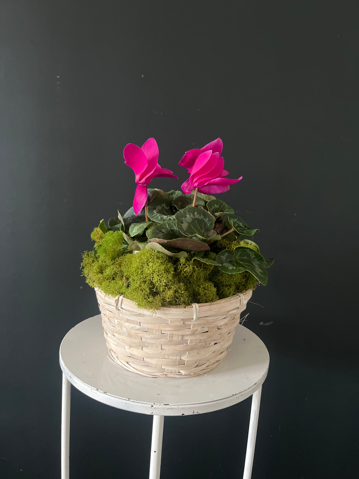 Cyclamen Plant