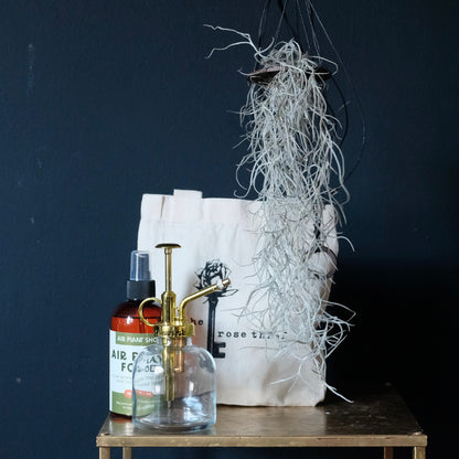 Hanging Air Plant Set