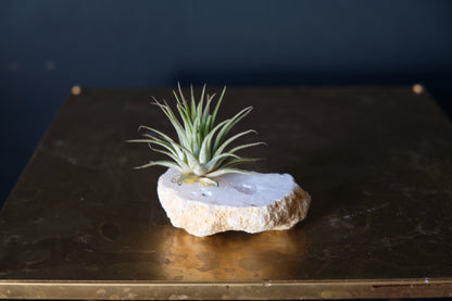 Druzy Quarts Geode Air Plant