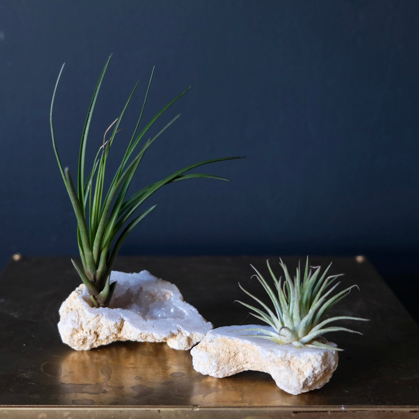 Druzy Quarts Geode Air Plant