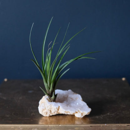 Druzy Quarts Geode Air Plant