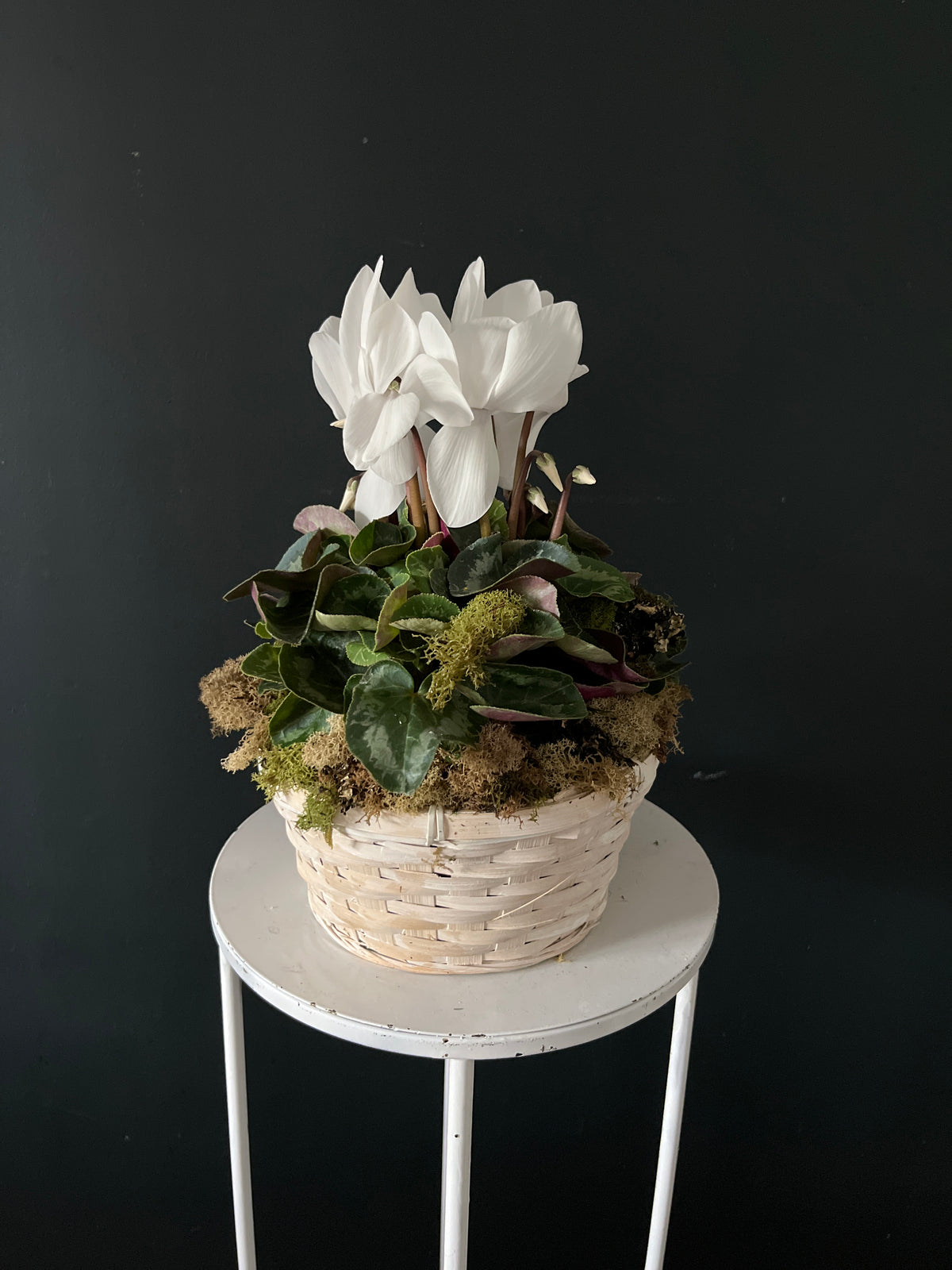 Cyclamen Plant